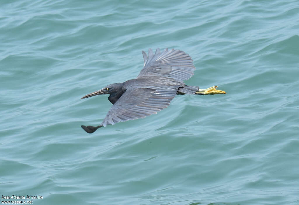 Pacific Reef Heronadult, Flight