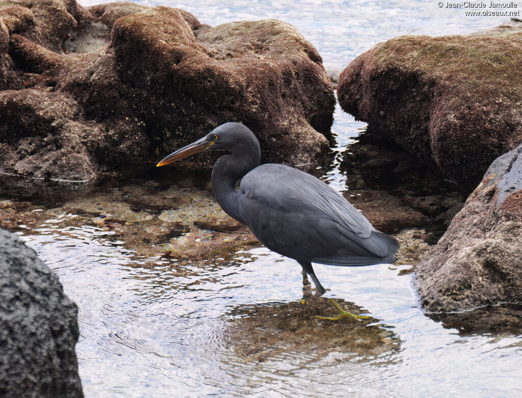 Pacific Reef Heronadult, fishing/hunting