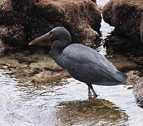 Pacific Reef Heron