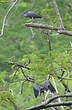 Aigrette sacrée