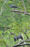 Pacific Reef Heron