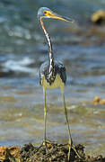 Aigrette tricolore