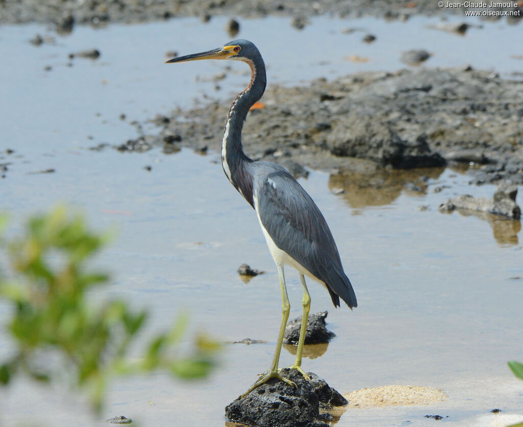 Aigrette tricoloreadulte, composition, marche, pêche/chasse