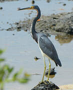 Aigrette tricolore