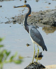 Aigrette tricolore