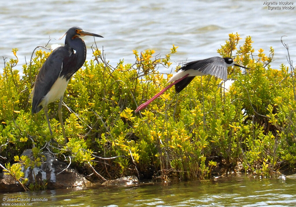 Tricolored Heronadult