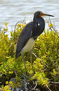 Tricolored Heron