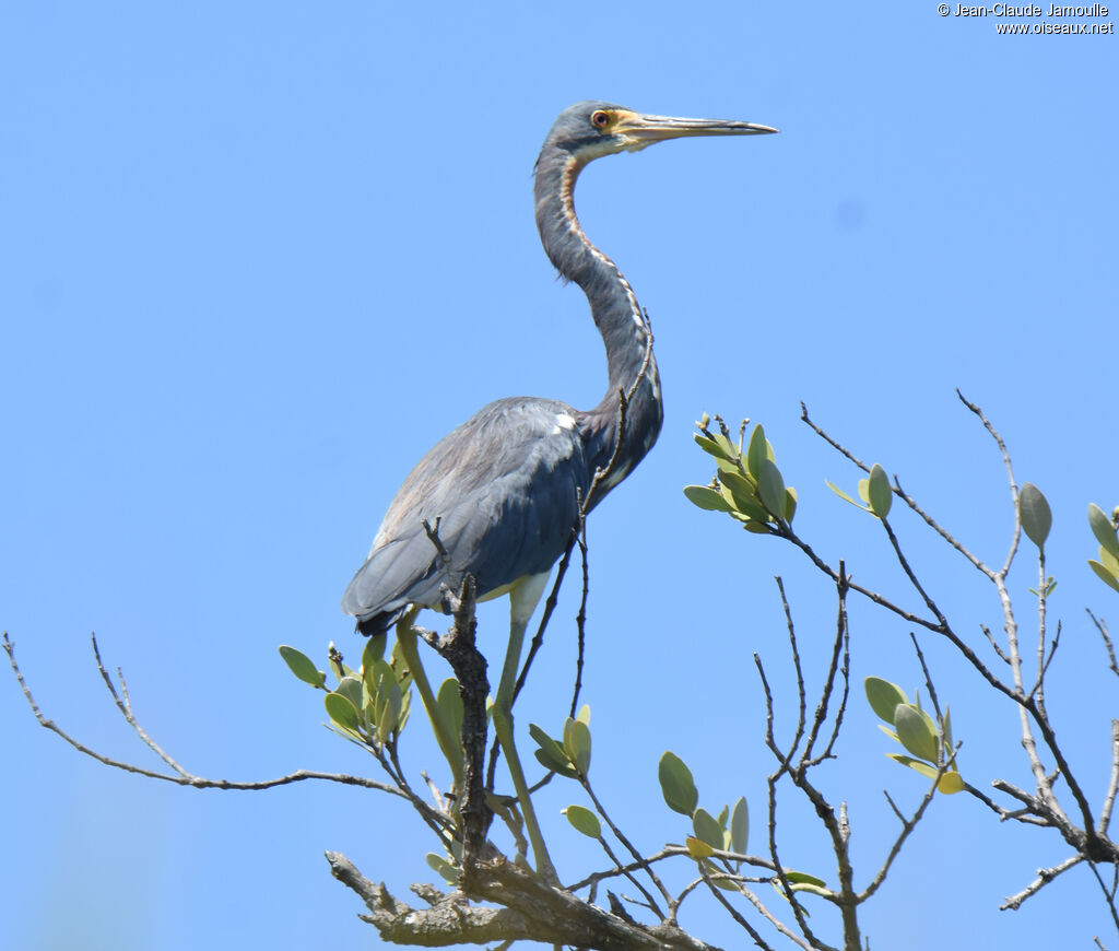 Aigrette tricolore