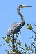 Aigrette tricolore