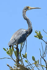 Aigrette tricolore