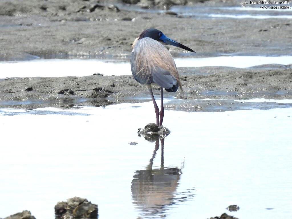 Tricolored Heronadult breeding