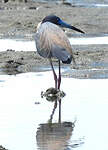 Aigrette tricolore