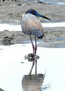 Tricolored Heron