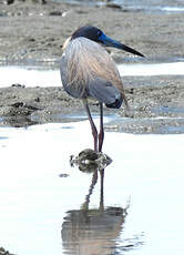 Aigrette tricolore