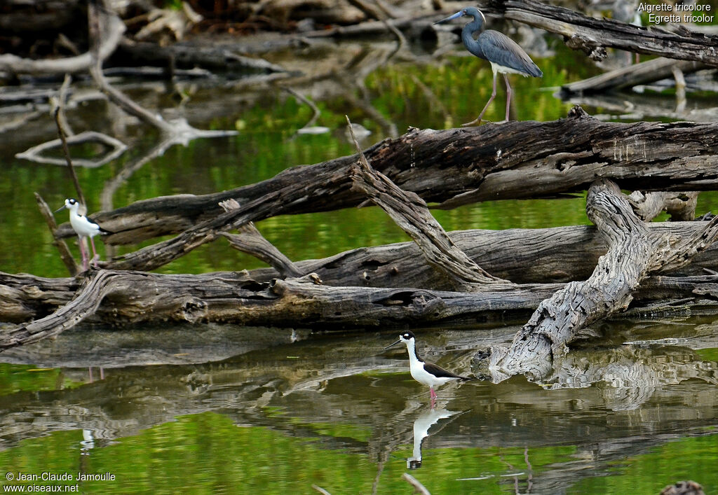 Tricolored Heronadult breeding, Behaviour