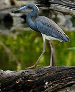 Tricolored Heron