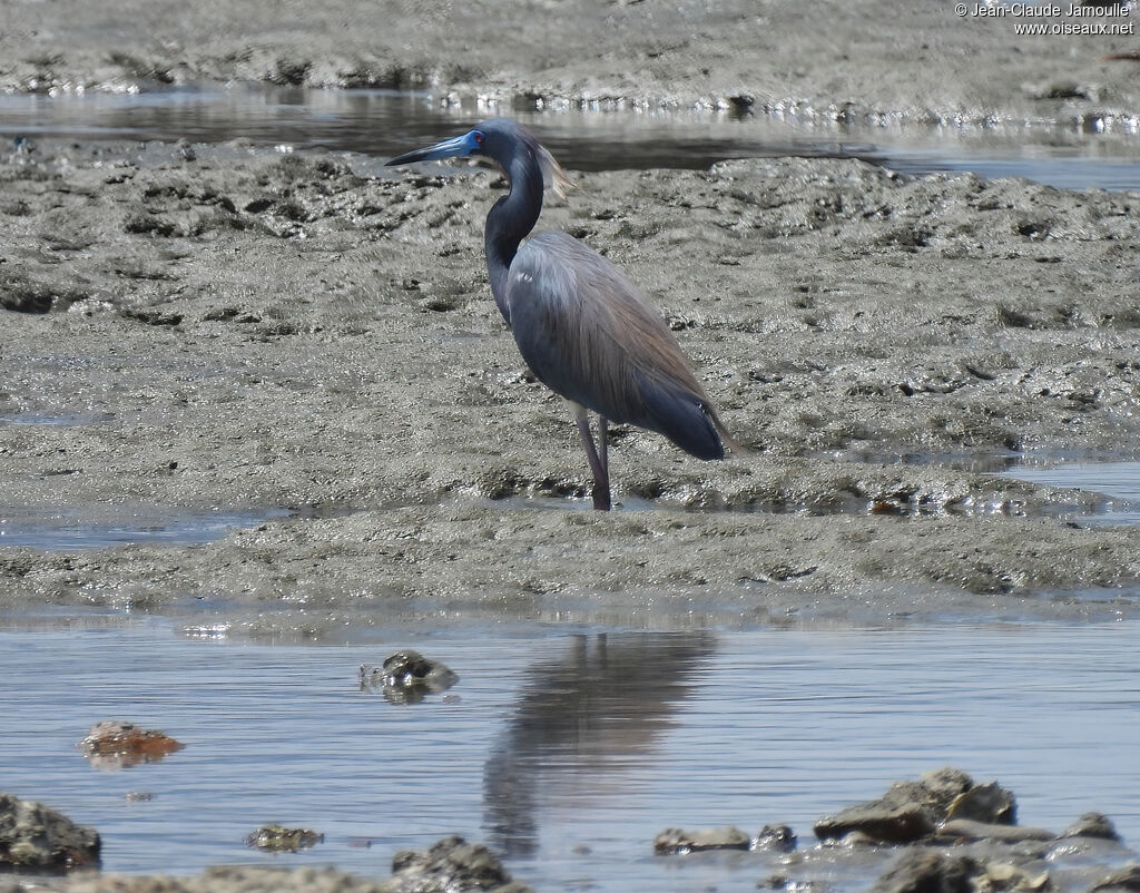 Tricolored Heronadult breeding