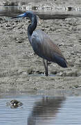 Tricolored Heron