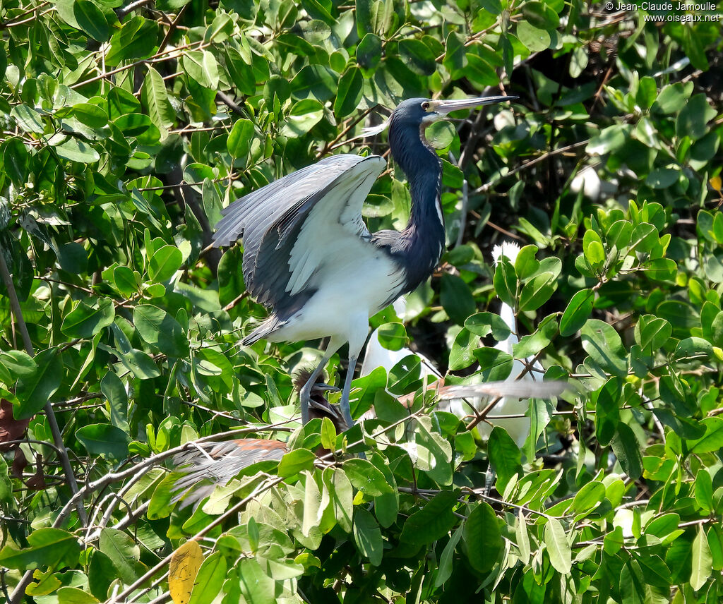 Aigrette tricoloreadulte