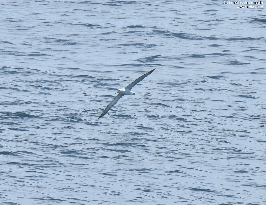 Albatros à cape blanche