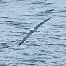 Albatros à cape blanche
