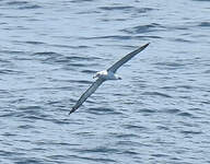 Albatros à cape blanche