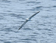 Albatros à cape blanche