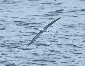 Albatros à cape blanche