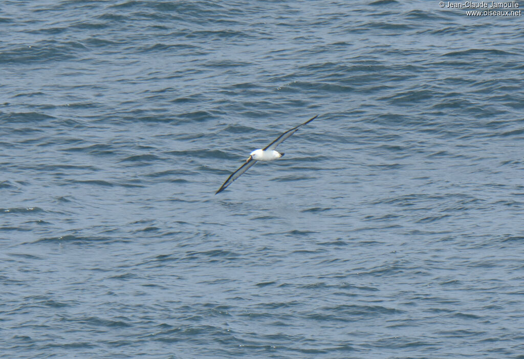 Albatros de l'océan indien