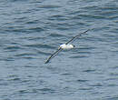 Albatros de l'océan indien