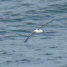 Albatros de l'océan indien