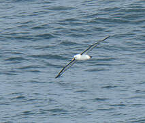 Indian Yellow-nosed Albatross