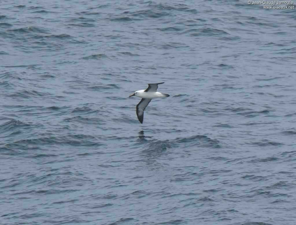 Indian Yellow-nosed Albatross