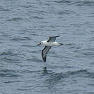 Albatros de l'océan indien