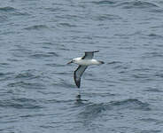 Albatros de l'océan indien