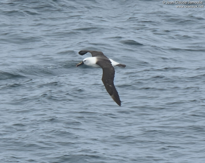 Albatros de l'océan indien