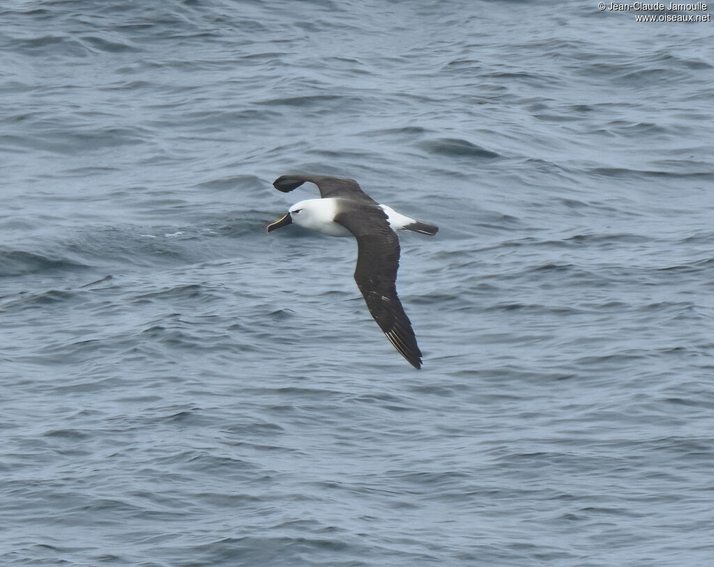 Indian Yellow-nosed Albatross