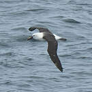 Albatros de l'océan indien
