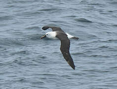 Indian Yellow-nosed Albatross