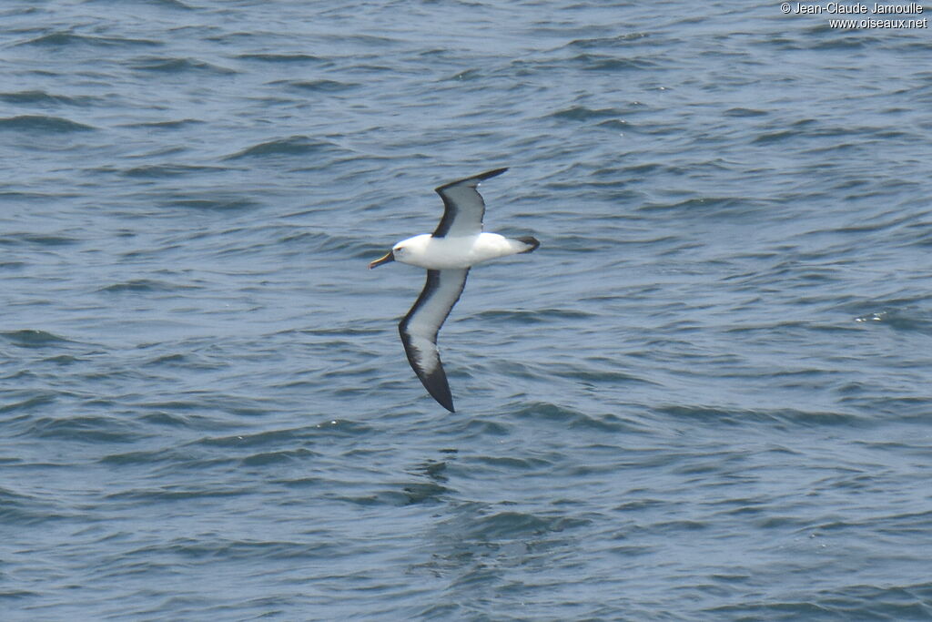 Indian Yellow-nosed Albatross