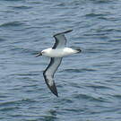 Albatros de l'océan indien