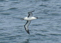 Albatros de l'océan indien