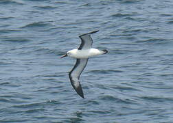 Indian Yellow-nosed Albatross