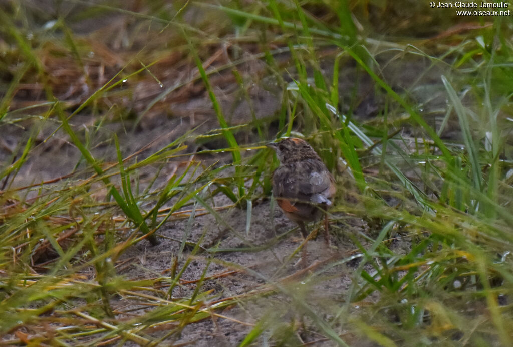 Rufous-naped Lark