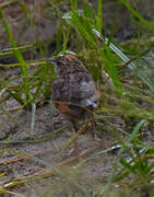 Rufous-naped Lark