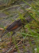 Rufous-naped Lark