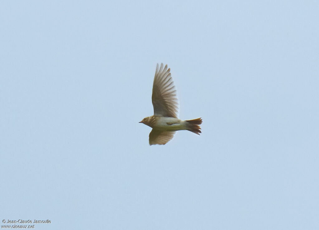 Eurasian Skylark, Flight