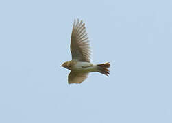 Eurasian Skylark