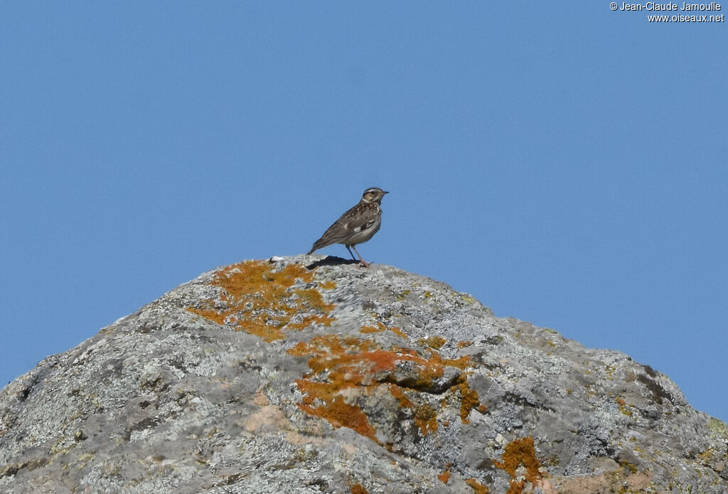 Woodlark