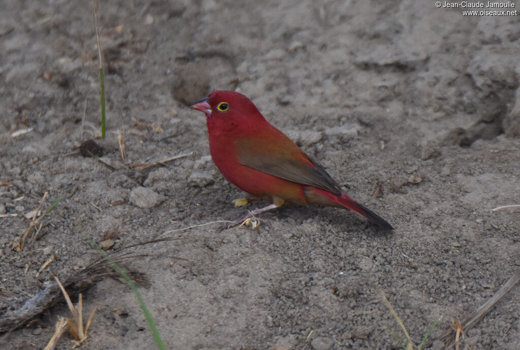 Red-billed Firefinch male